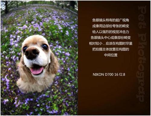 宠物摄影图片-图片3