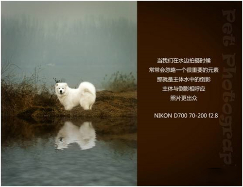 宠物摄影图片-图片7