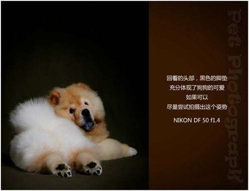 宠物摄影图片-图片14
