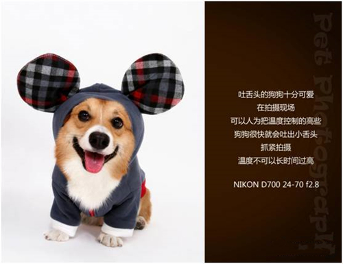 宠物摄影图片-图片23