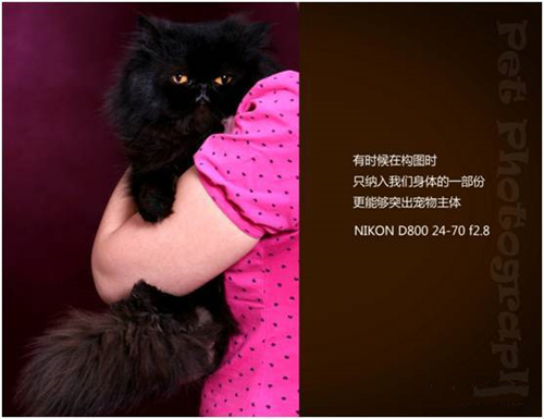 宠物摄影图片-图片27