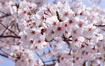 烟台樱花摄影-图片3