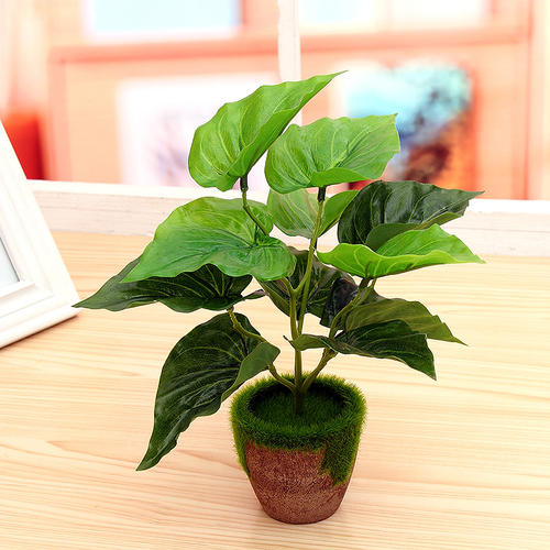 装饰室内的盆花经过-图片3