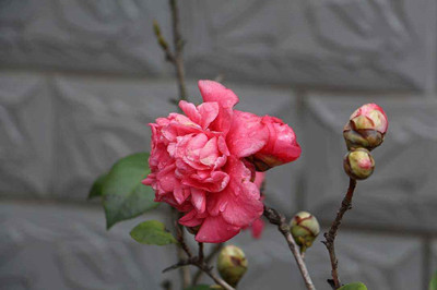 装饰室内的盆花拍摄技巧-图片3