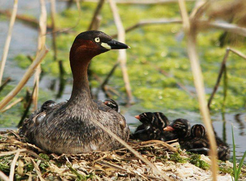 野鸟摄影选哪种镜头最适用-图片2