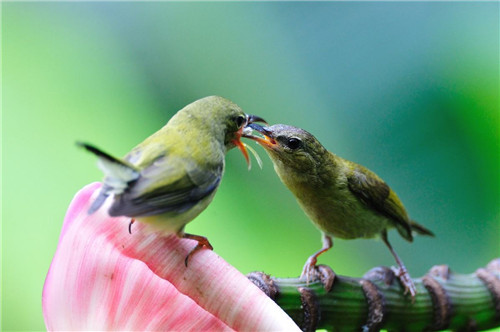 野鸟摄影的过程——接近野鸟-图片3