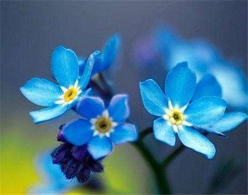 花卉摄影表现目的和摄影要点-图片3