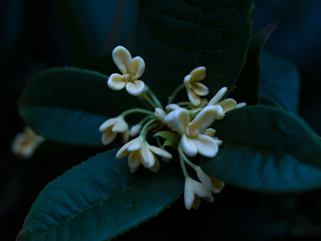 35mm微距镜头拍摄的桂花作品大全-图片3