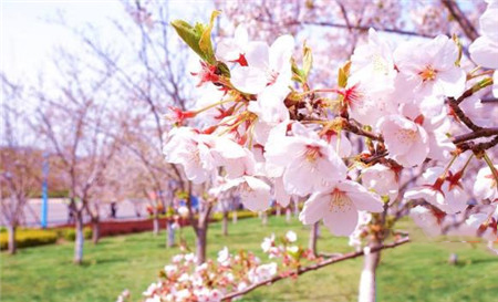 烟台樱花摄影-图片4