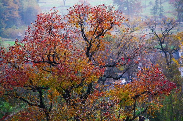 安徽塔川秋色高清大图