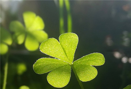 如何避免镜头光晕