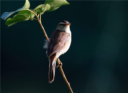 野鸟摄影的过程——接近野鸟-图片4