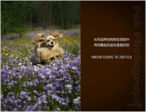 宠物摄影图片-图片8