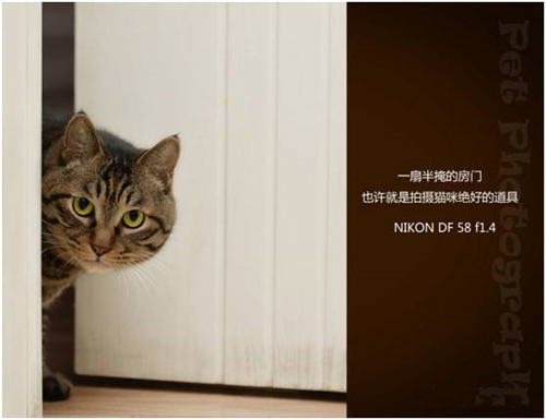 宠物摄影图片-图片15