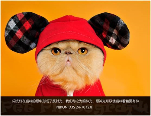 宠物摄影图片-图片24