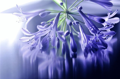 花卉摄影表现目的和摄影要点-图片4