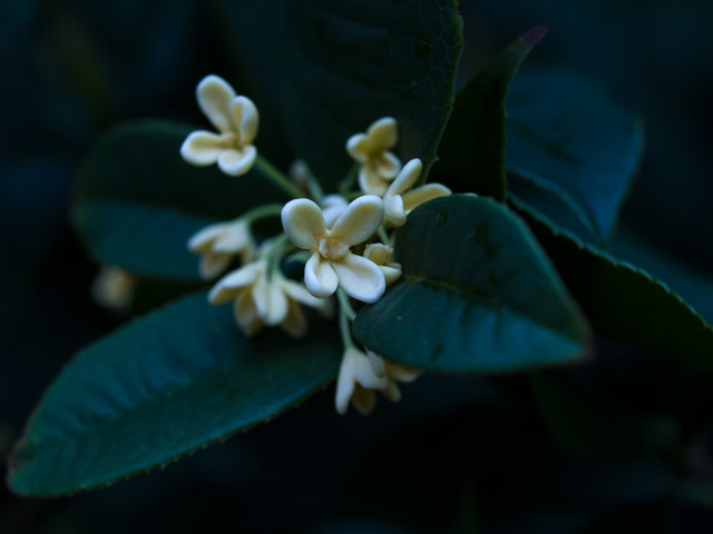35mm微距镜头拍摄的桂花作品大全-图片4