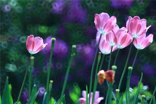 摄影照明的种类及技巧-图片5