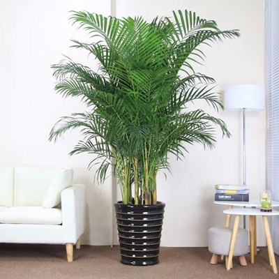 装饰室内的盆花拍摄技巧-图片5