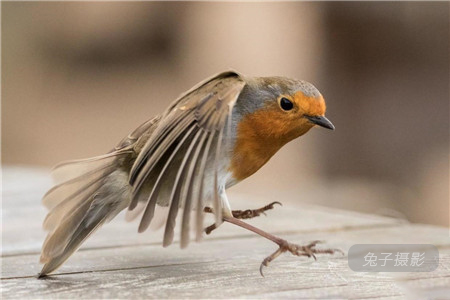 定焦镜头和变焦镜头的差别