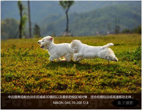 宠物摄影图片-图片9