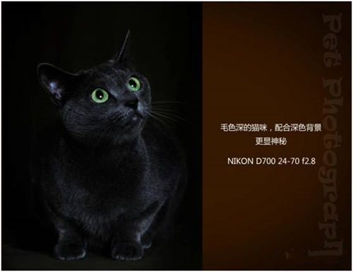 宠物摄影图片-图片16