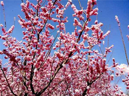 烟台樱花摄影-图片5