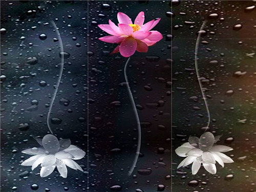 花卉摄影表现目的和摄影要点-图片5