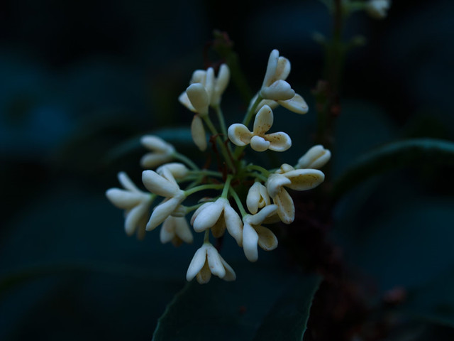 35mm微距镜头拍摄的桂花作品大全-图片5