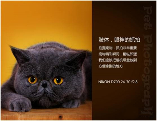 宠物摄影图片-图片10