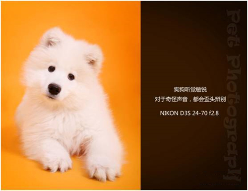 宠物摄影图片-图片17