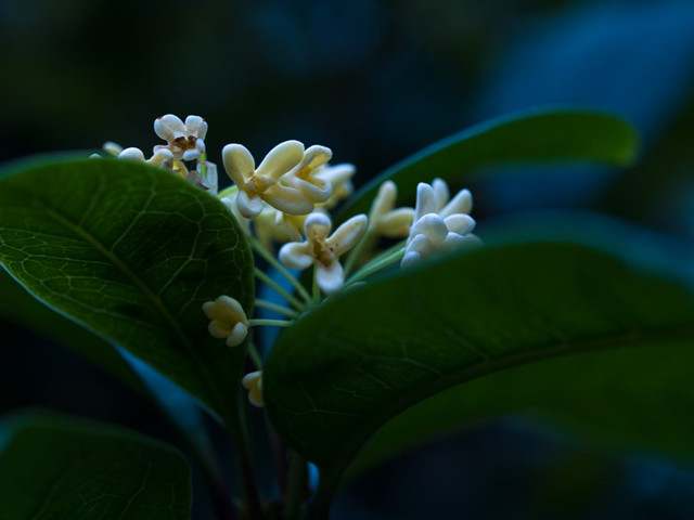 35mm微距镜头拍摄的桂花作品大全-图片6