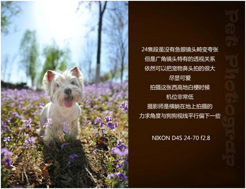 宠物摄影图片-图片4