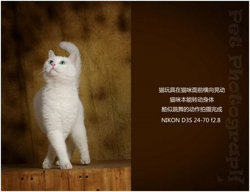 宠物摄影图片-图片18