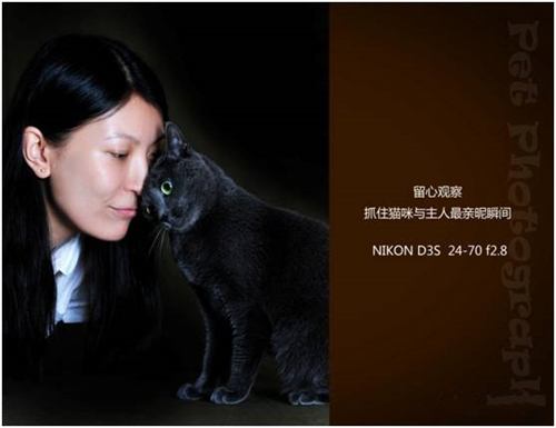 宠物摄影图片-图片31