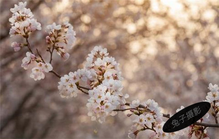 烟台樱花摄影-图片7