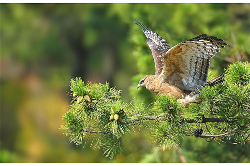 野鸟摄影的过程——接近野鸟-图片7