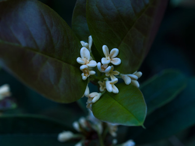 35mm微距镜头拍摄的桂花作品大全-图片7