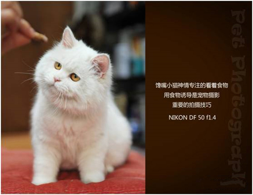 宠物摄影图片-图片11