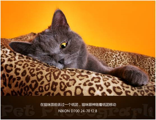 宠物摄影图片-图片19