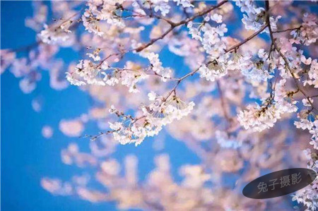 烟台樱花摄影-图片8