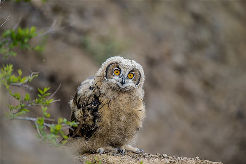 野鸟摄影的过程——接近野鸟-图片8