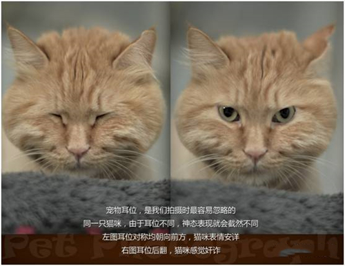 宠物摄影图片-图片20