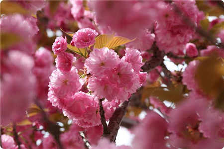 烟台樱花摄影-图片9