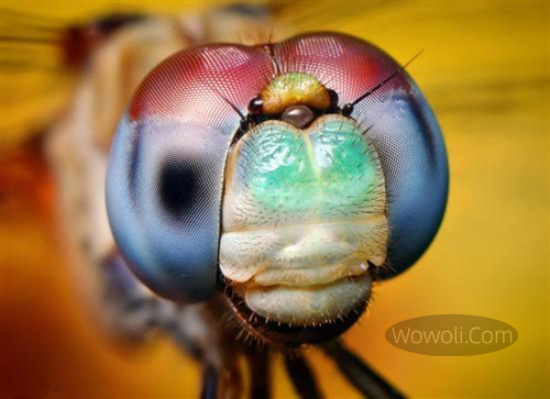 高清微距昆虫照片