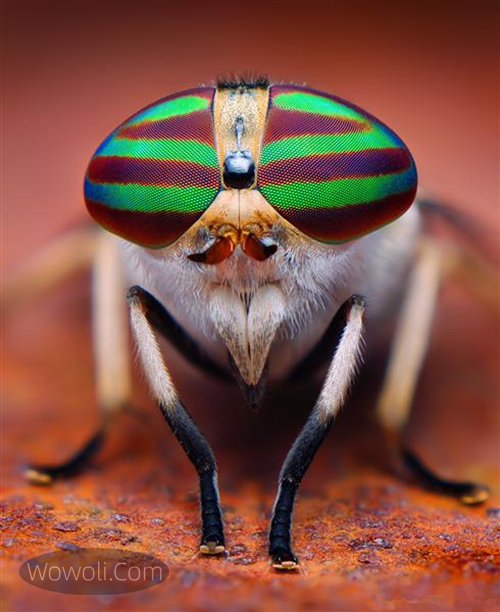 高清微距昆虫照片