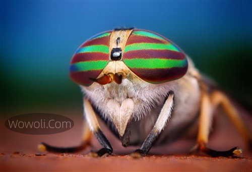 高清微距昆虫照片