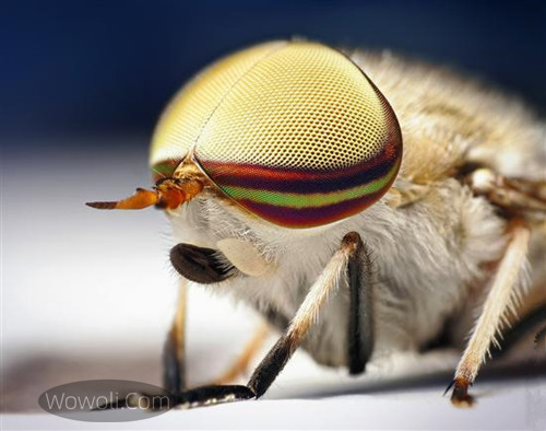 高清微距昆虫照片