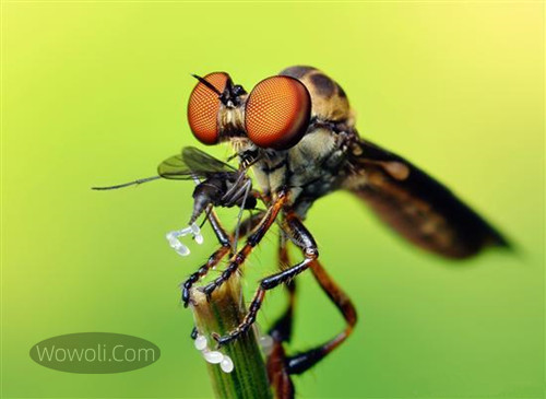 高清微距昆虫照片