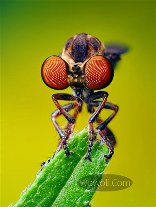 高清微距昆虫照片